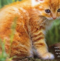 Kalendarz 2010 Koty - okładka książki