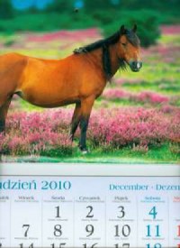 Kalendarz 2011 KT17 Koń trójdzielny - okładka książki