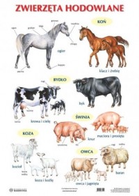 Plansza Zwierzęta hodowlane - okładka podręcznika