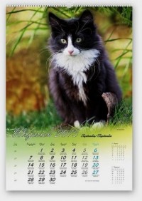 Kalendarz 2015. Koty domowe - okładka książki