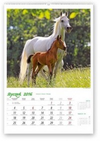 Kalendarz 2016. Konie w obiektywie - okładka książki