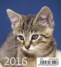 Kalendarz 2016. Kociaki (mini) - okładka książki
