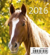 Kalendarz 2016. Konie (mini) - okładka książki