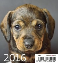 Kalendarz 2016. Szczeniaki (mini) - okładka książki