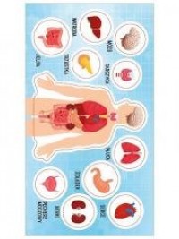 Naklejki Anatomia człowieka - zdjęcie produktu