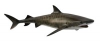 Rekin tygrysi - zdjęcie zabawki, gry