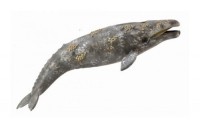 Gray Whale - zdjęcie zabawki, gry