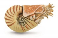 Nautilus Pompilius - zdjęcie zabawki, gry