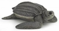 Żółw skórzasty - zdjęcie zabawki, gry