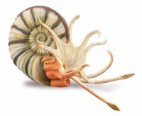 Ammonite - zdjęcie zabawki, gry