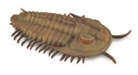 Redlichia Rex Trilobite - zdjęcie zabawki, gry