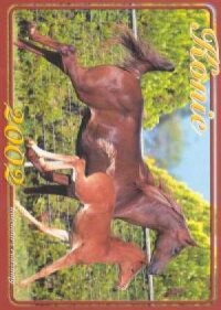 Kalendarz 2002 Konie - okładka książki
